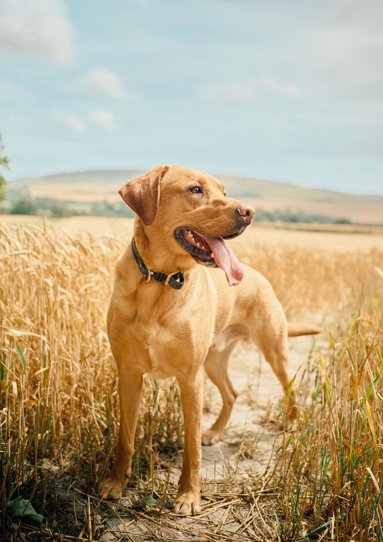 Loki in wheat field